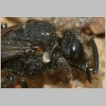 Sphecodes albilabris - Blutbiene 15b 13mm.jpg